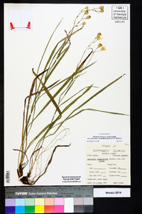 Pityopsis aspera var. adenolepis image