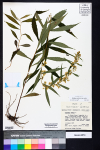 Solidago caesia var. caesia image