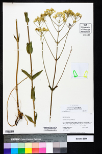 Sabatia macrophylla var. recurvans image