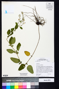 Scutellaria incana image