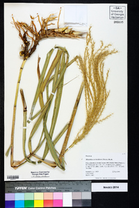 Miscanthus sacchariflorus image