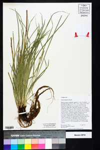 Carex basiantha image