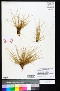 Carex leptalea subsp. leptalea image