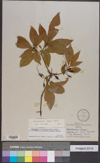 Rhododendron vaseyi image