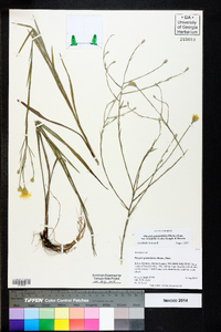 Pityopsis graminifolia image