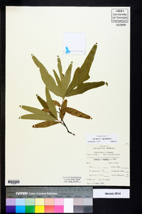 Quercus x capesii image