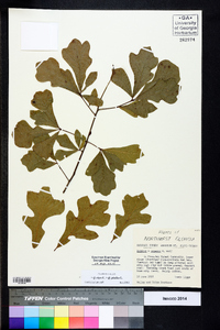 Quercus x capesii image