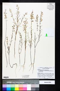 Dicerandra linearifolia var. robustior image