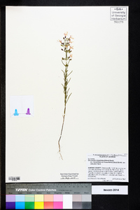 Dicerandra linearifolia image