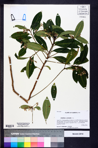 Ardisia crenata image