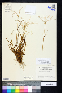 Digitaria floridana image