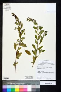 Trichostema dichotomum image