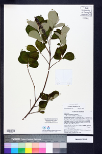 Clethra alnifolia image