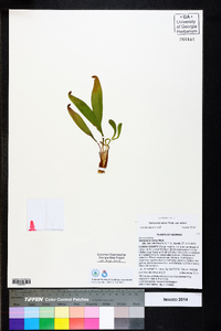 Sarracenia minor var. minor image