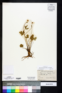 Ranunculus hispidus var. hispidus image