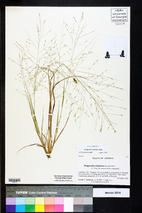 Eragrostis refracta image