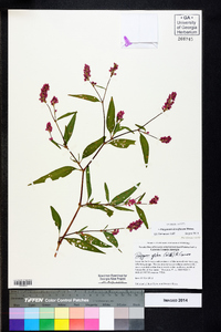 Polygonum densiflorum image