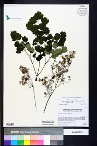 Thalictrum dioicum image