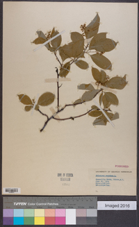 Celastrus scandens image