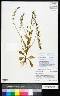 Lobelia appendiculata image