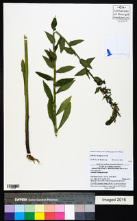 Lobelia elongata image