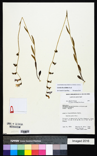 Lobelia flaccidifolia image