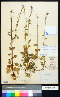 Lobelia homophylla image