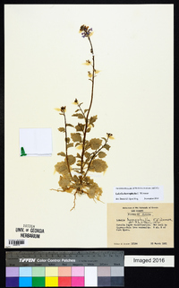 Lobelia homophylla image