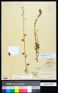 Lobelia homophylla image