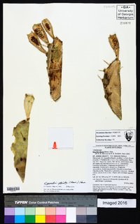 Opuntia stricta image