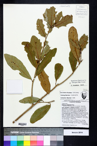 Quercus chapmanii image