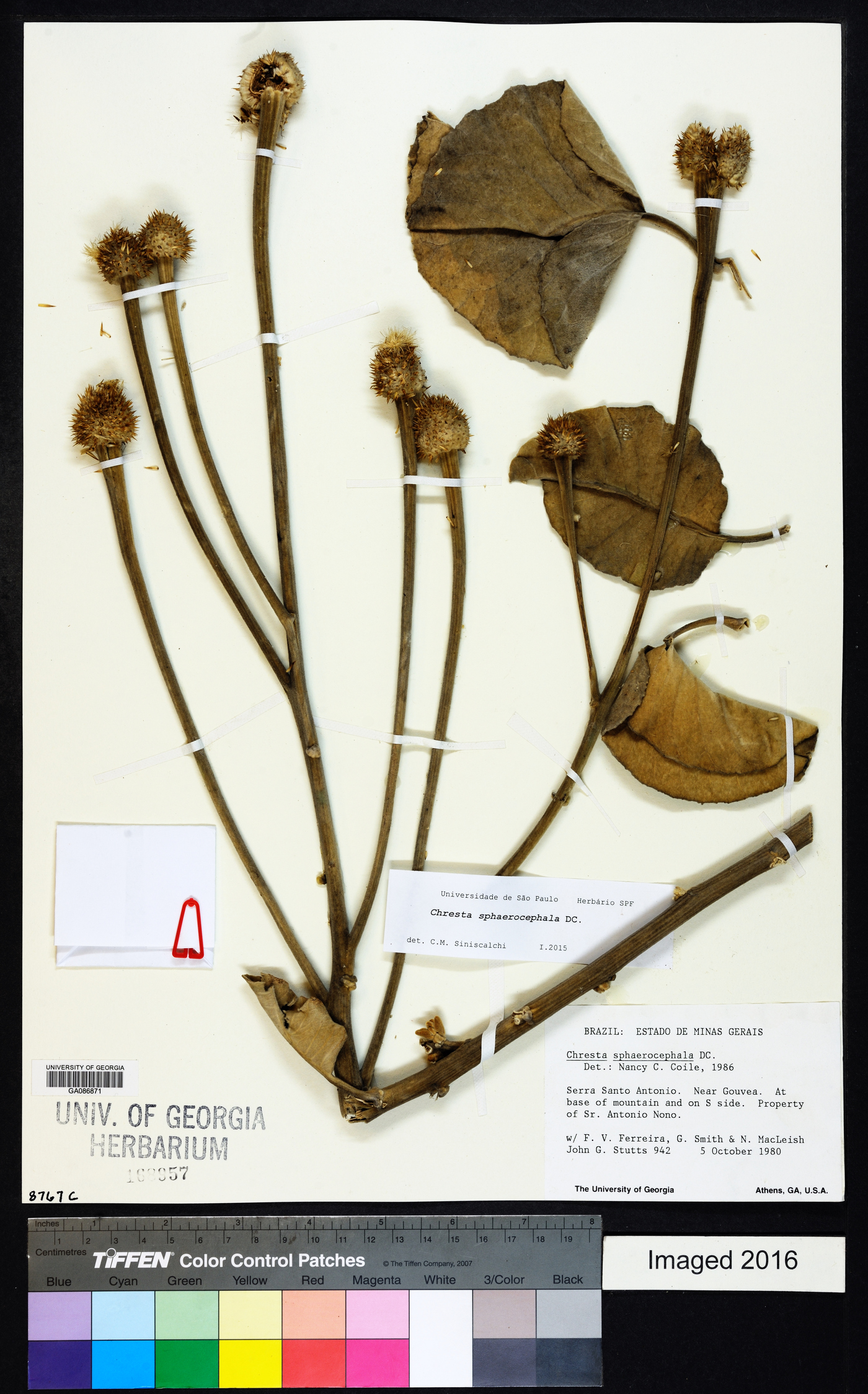 Chresta sphaerocephala image