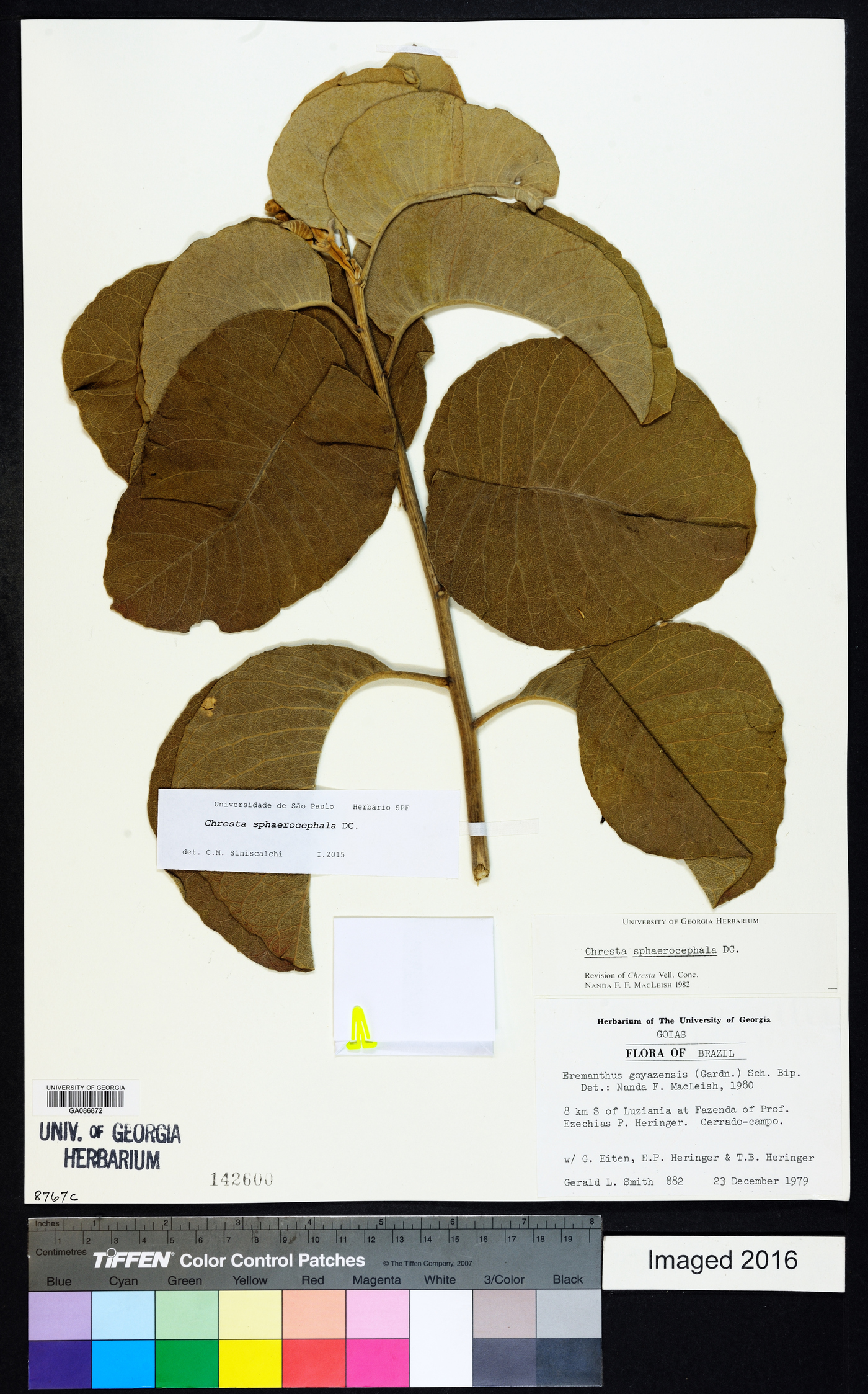 Chresta sphaerocephala image