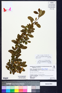 Pyracantha atalantioides image