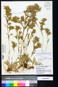 Dichanthelium acuminatum subsp. implicatum image