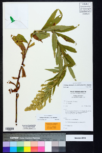 Solidago altissima var. altissima image