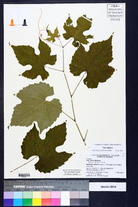 Vitis vulpina image