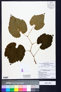 Vitis cinerea image