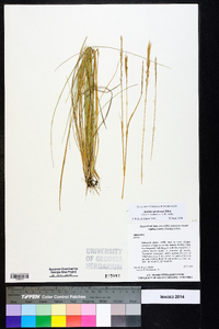 Aristida spiciformis image