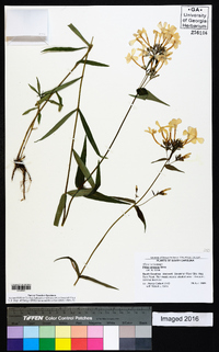 Phlox amoena subsp. amoena image