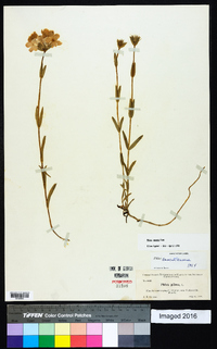 Phlox amoena image