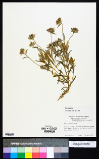 Phlox amoena image