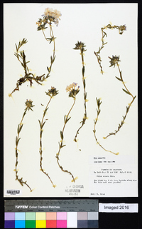 Phlox amoena image