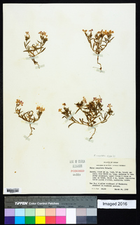 Phlox cuspidata image