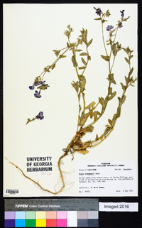 Phlox drummondii image