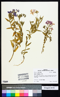 Phlox drummondii image