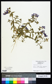 Phlox drummondii image