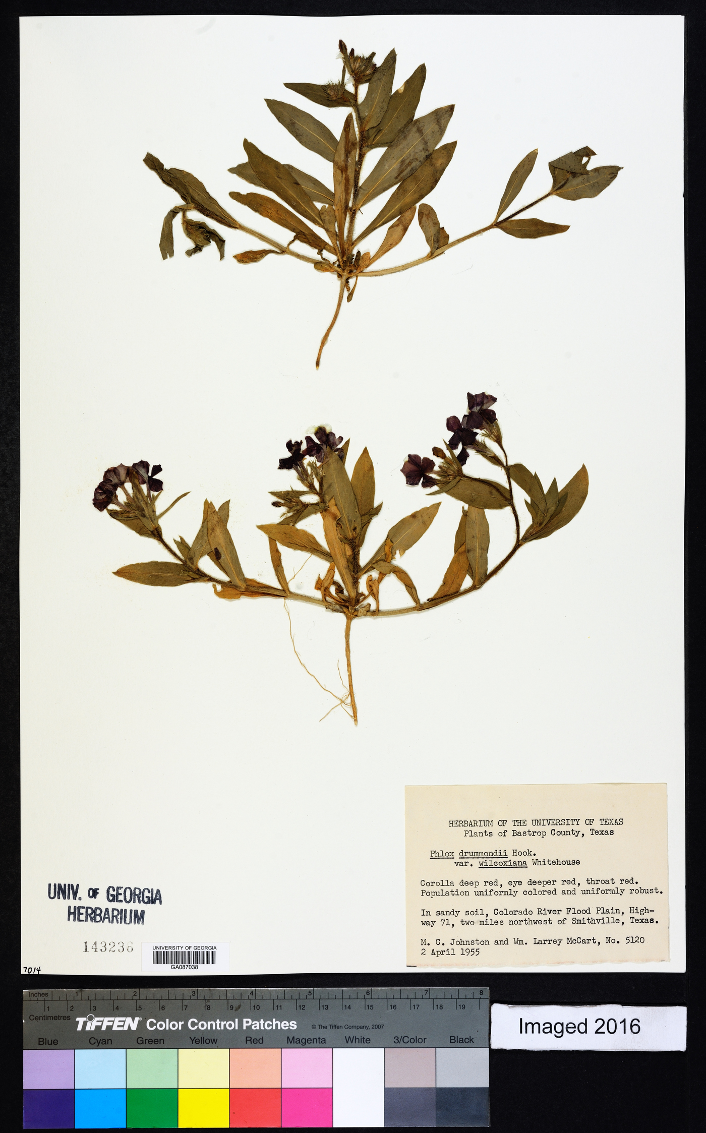 Phlox drummondii subsp. wilcoxiana image