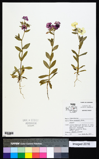 Phlox drummondii image