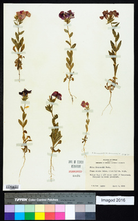 Phlox drummondii image